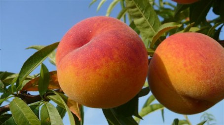 Percoca - Percoca Romea